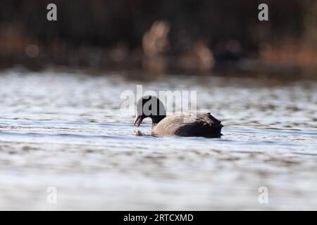 Gänse im Naturschutzgebiet von Sentina Stockfoto