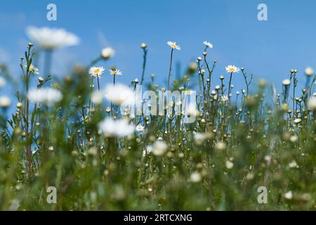 Aue von Oxeye Daisies, Leucanthemum vulgare wächst auf Einem Feld an Einem sonnigen Tag, England UK Stockfoto