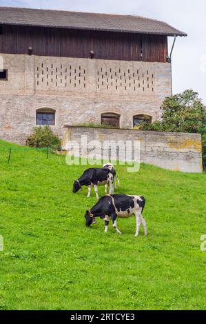 Drei Kühe weiden auf dem Feld in meransen in Südtirol in italien Stockfoto