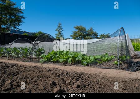 Ein kleines Gewächshaus steht in einem Garten. Stockfoto