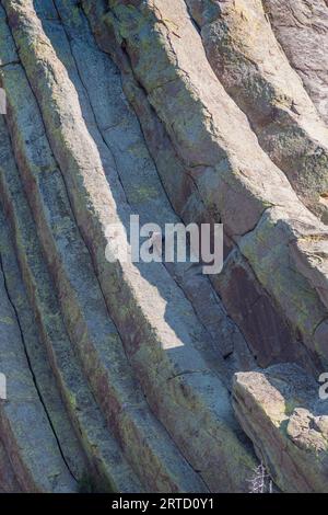 Kletterer klettern auf den Devil's Tower Mountain im Devil's Tower National Monument in Wyoming. Hunderte von Kletterern erklimmen die steilen Felswände. Stockfoto