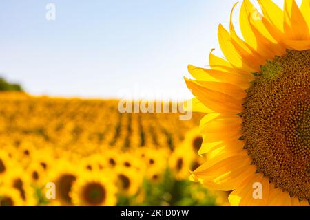Nahansicht einer Sonnenblume und eines Sonnenblumenfeldes im Hintergrund. Hintergrundfoto von Industriepflanzen. Stockfoto