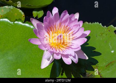 Rosa Seerose in einem Teich, Fairchild Tropical Garden, Miami, Florida, USA Stockfoto