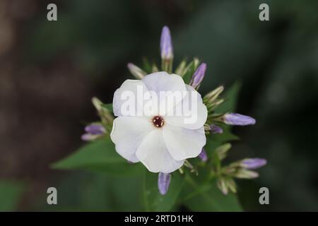 Nahaufnahme einer einzelnen weißen Phlox paniculata Blume mit ihren lilafarbenen Knospen dahinter, dunkler verschwommener Hintergrund, Kopierraum Stockfoto