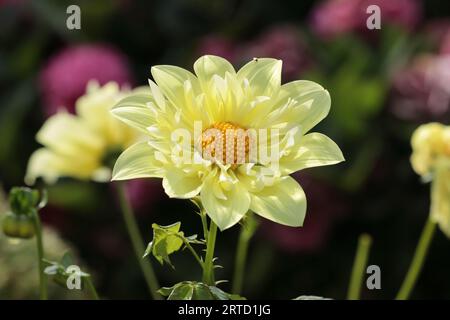 Nahaufnahme eines wunderschönen sonnendurchfluteten zitronengelben Collerette Dahlia Hybrid Yellow Bird in einem Blumenbeet Stockfoto