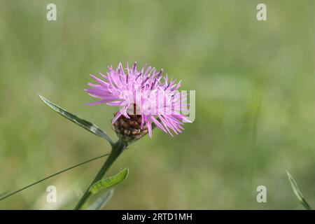 Nahaufnahme einer wunderschönen centaurea jacea Blume vor einem grünen unscharfen Hintergrund, Kopierraum Stockfoto