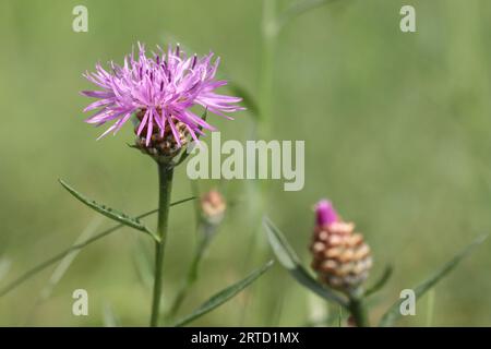 Nahaufnahme einer rosa Kornblume vor einem unscharfen Hintergrund, Kopierraum Stockfoto