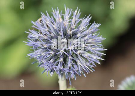 Nahaufnahme einer blauen Echinops-Bannaticus-Blume Stockfoto