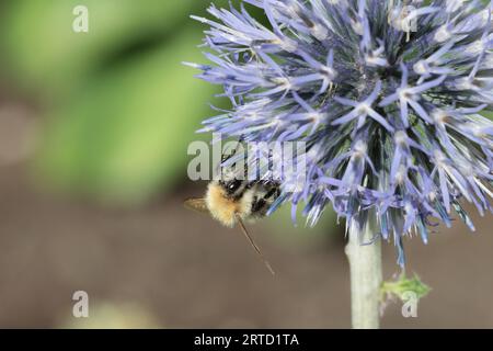 Nahaufnahme eines blauen Echinops bannaticus, an dessen Blume eine Biene Nektar sammelt, Kopierraum Stockfoto