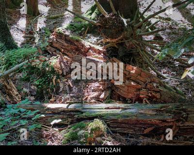 Verfaulender Baum, bedeckt mit Moos, umgeben von umgestürzten Blättern. Stockfoto