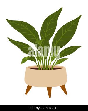Spathiphyllum im Topf. Cartoon Vector Zimmerpflanze mit glänzenden, dunkelgrünen Blättern und eleganten weißen Blüten, die bei schlechten Lichtverhältnissen gedeihen, perfekt Stock Vektor