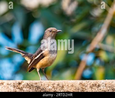 Ein orientalisches Magpie-Weibchen in Alarmstellung Stockfoto