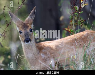 Ein Rehkitz (Capreolus capreolus) in den Cotswold Hills bei Winchcombe Gloucestershire UK Stockfoto