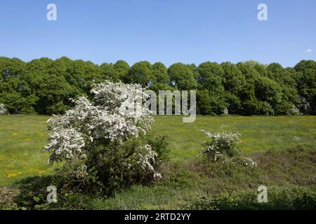 Weißdornbäume blühen neben einer alten Straßenbahn, die heute von der Bamber Bridge zum River Ribble bei Preston Lancashire England führt Stockfoto