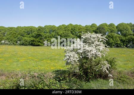 Weißdornbäume blühen neben einer alten Straßenbahn, die heute von der Bamber Bridge zum River Ribble bei Preston Lancashire England führt Stockfoto