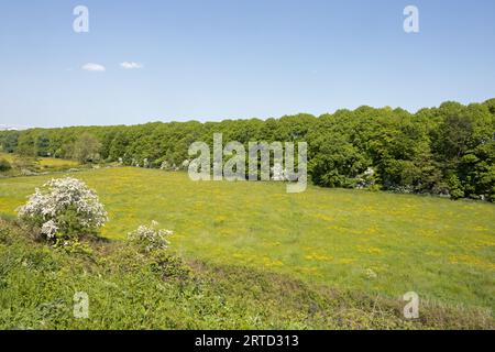 Weißdornbäume blühen neben einer alten Straßenbahn, die heute von der Bamber Bridge zum River Ribble bei Preston Lancashire England führt Stockfoto