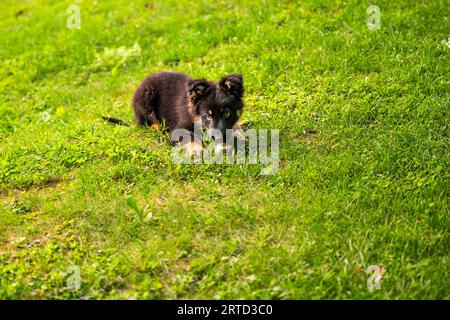 Böhmischer Schäferhund, kleiner süßer Welpe, 2 Monate alt, auf Wiese liegend. Stockfoto