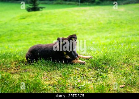 Böhmischer Schäferhund, kleiner süßer schwarzer Welpe, 2 Monate alt, im Gras auf der Sommerwiese liegend. Stockfoto