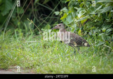 Slaty-Breasted Rail ist eine Schienenart, die auf dem indischen Subkontinent und Südostasien beheimatet ist. Stockfoto