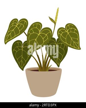 Alocasia-Pflanze, isolierter Karikaturvektor Elefantenohr oder riesige Taro-üppige tropische Pflanze mit großen, glänzenden, herzförmigen Blättern in dekorativen Topf-Schau Stock Vektor