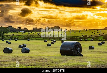 Silage in großen Ballen, Chipping, Preston, Lancashire, Großbritannien Stockfoto