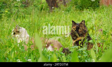 Katzen lustige Katzen Haustiere Stockfoto