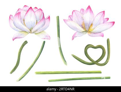 Set aus pinkfarbenen Lotus-Teilen zum Erstellen von Kompositionen. Blühende Blumenköpfe, grüne Stämme von Seerosen. Konstruktor für die Erstellung bizarrer Blumenformen. Stockfoto