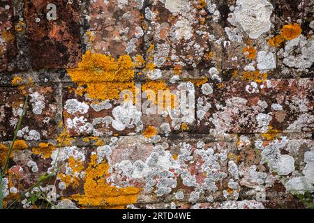 Alte Ziegel- oder Steinmauer an einem Gebäude, das mit Flechten und Schimmel bedeckt ist. Gelbe und weiße Schimmelsporen an einer alten Gebäudewand. Stockfoto