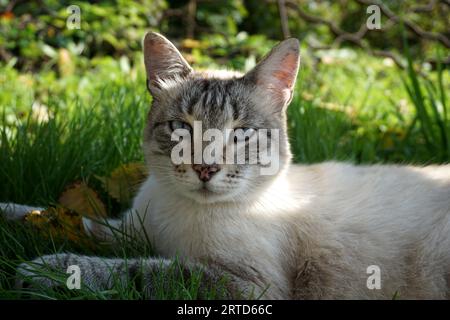 Katzen lustige Katzen Haustiere Stockfoto