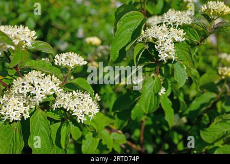 Blühender roter Dogwood, Cornus sanguinea Stockfoto