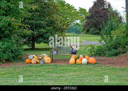 Eine Vogelscheuche sitzt auf einer Bank mit Kürbissen Kürbissen Kürbissen Kürbissen und fertigen Sonnenblumen mit alten Metall Gießkannen für eine Herbstpräsentation im Freien Stockfoto