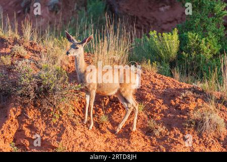 Rehe, Odocoileus hemionus, am frühen Morgen Licht in Devil's Tower National Monument in Wyoming. Stockfoto