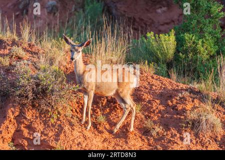 Rehe, Odocoileus hemionus, am frühen Morgen Licht in Devil's Tower National Monument in Wyoming. Stockfoto