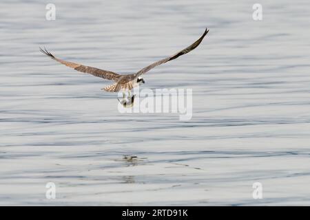 Fischadler, der Fische in Krallen trägt, mit Flügeln, die über ruhiges Meereswasser verteilt sind Stockfoto