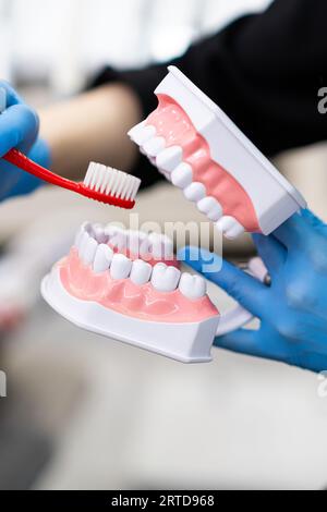 Stomatologe in blauen Handschuhen mit korrektem Zähneputzen mit Zahnbürste und menschlichen Kiefern Stockfoto