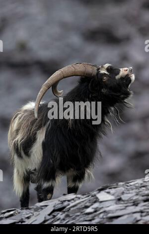 Britische Urziege (Capra hircus) im stillgelegten Schieferbruch in Snowdonia Stockfoto