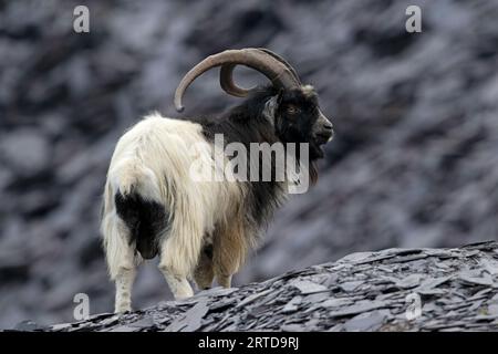 Britische Urziege (Capra hircus) im stillgelegten Schieferbruch in Snowdonia Stockfoto