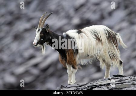 Britische Urziege (Capra hircus) im stillgelegten Schieferbruch in Snowdonia Stockfoto