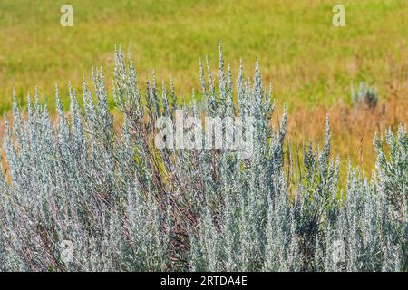 Sagebrush und einheimische Gräser im frühen Morgenlicht am Devil's Tower National Monument in Wyoming. Stockfoto