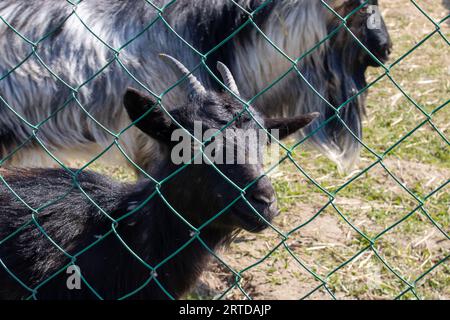 Eine schwarze Ziege hinter dem Zaun auf dem Hof Stockfoto