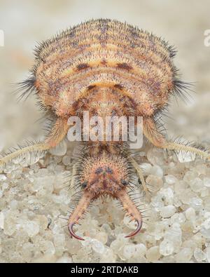 Vollständiger, symmetrischer Blick auf eine gefleckte Antlion-Larve mit großen Mandibeln am Strand (Euroleon nostras) Stockfoto