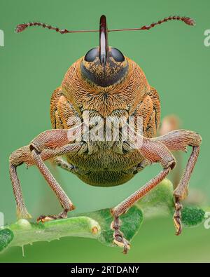 Symmetrisches Porträt eines Käfers mit braunen Schuppen und langem Proboscis, auf grünem Blatt, grünem Hintergrund (Acorn Käfer, Curculio glandium) Stockfoto