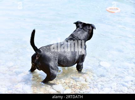 Junge Mitarbeiter schwimmen im Sommer in einem Fluss Stockfoto