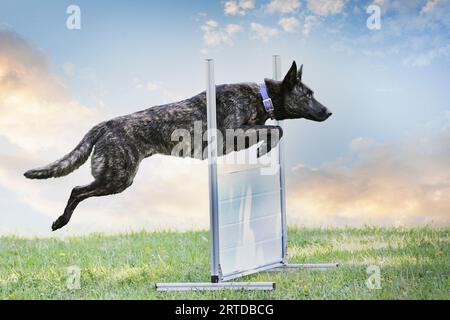 Niederländisches Schäfertraining in der Natur für Gehorsam Stockfoto