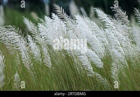 Saccharum spontaneum ist eine Art von mehrjährigem Gras in der Familie der echten Gräser. Dieses Foto stammt aus Bangladesch. Stockfoto