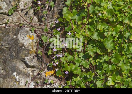 Cymbalaria muralis, Efeublättrige toadflax, wächst an einer alten Mauer Stockfoto