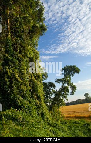 Die Bäume am Waldrand sind vollständig von der Kletterpflanze Clematis vitalba, dem Altmannbart, bewachsen. Stockfoto