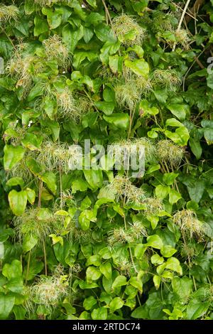 Vorhang aus Blättern und verblassten Blüten des Kletterers Clematis vitalba, der Bart des Alten Mannes. Stockfoto