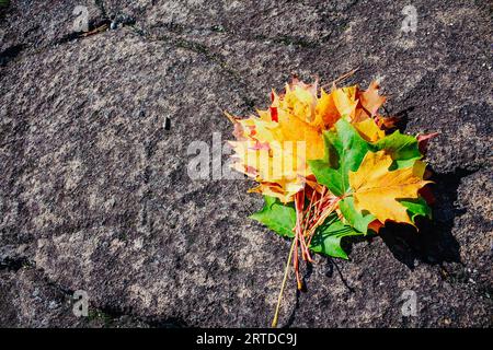 Bunte Herbstblätter auf dem Boden. Ahornblätter. Naturhintergrund. Stockfoto