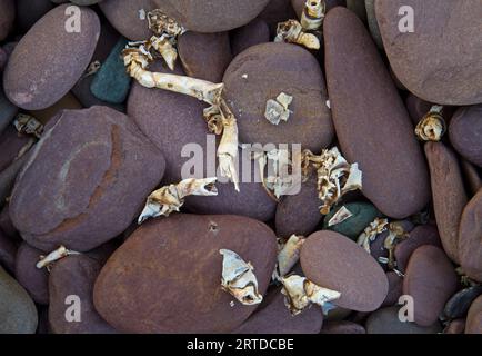 Überreste einer Krabbe, die von Seevögeln gegessen wird, zwischen abgerundeten rotbraunen Steinen an der Küste. Stockfoto